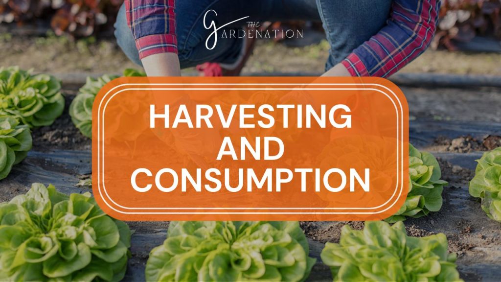 Harvesting and Consumption