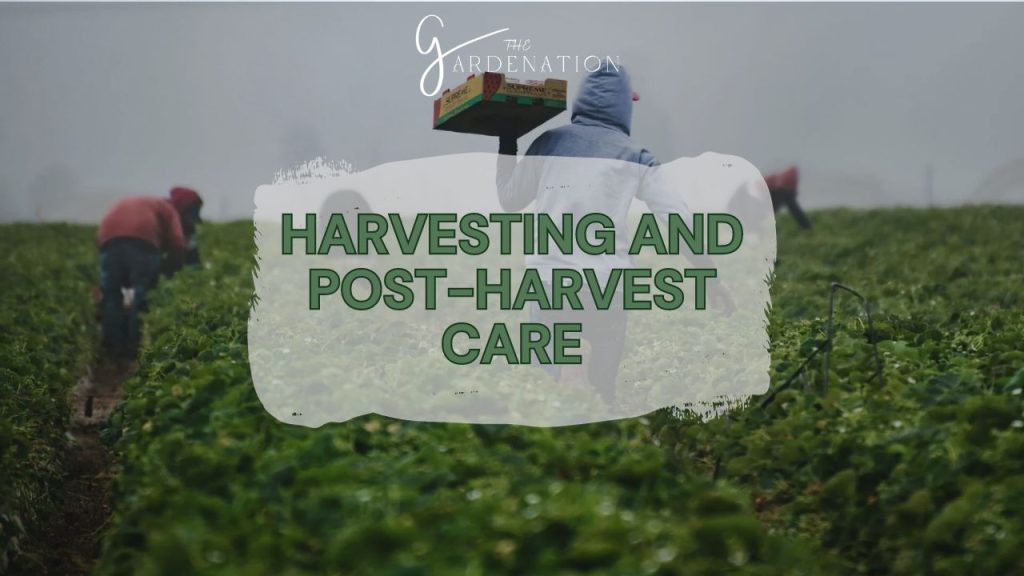 Harvesting and Post-Harvest Care