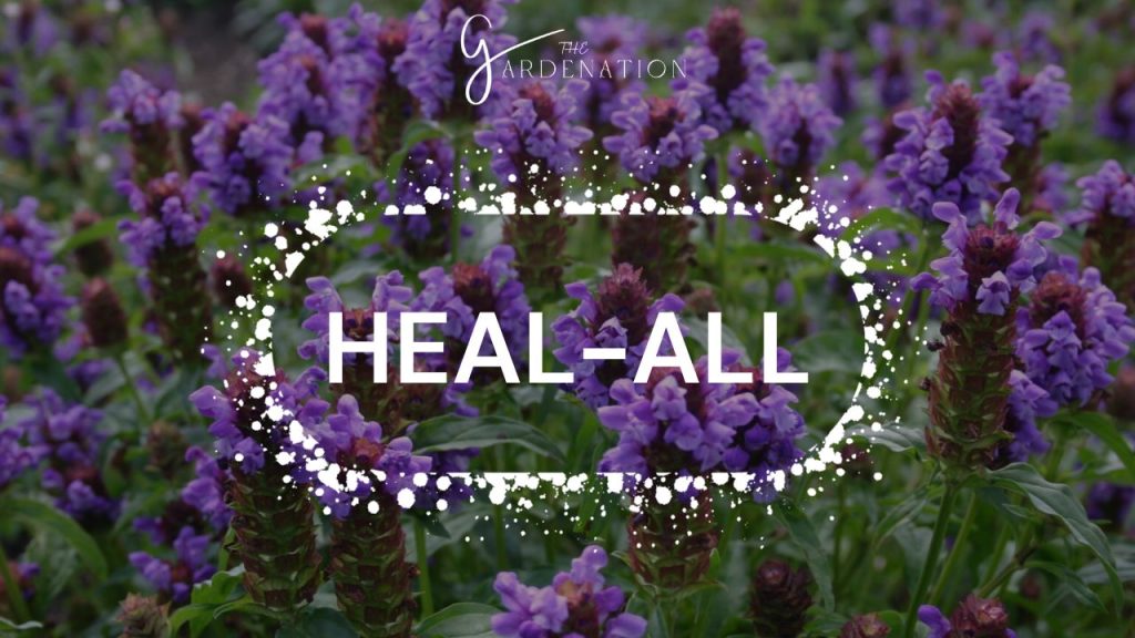 Heal-All