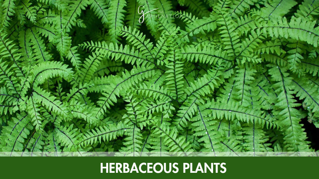  Herbaceous Plants