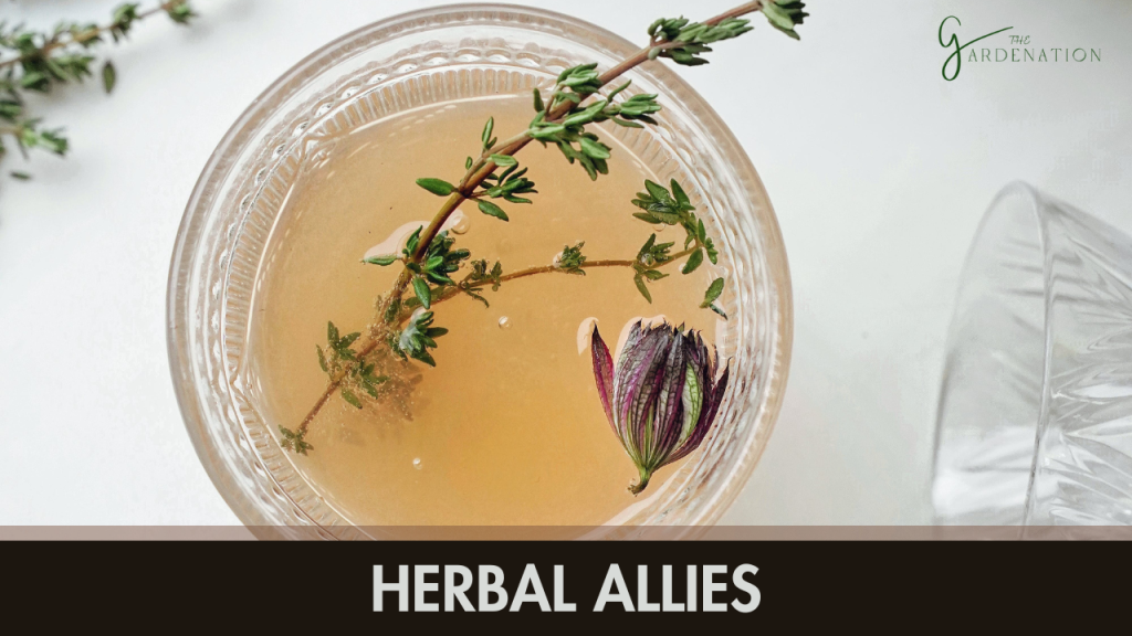  Herbal Allies 