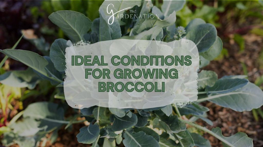 Ideal Conditions for Growing Broccoli