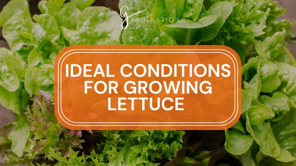 Ideal Conditions for Growing Lettuce 