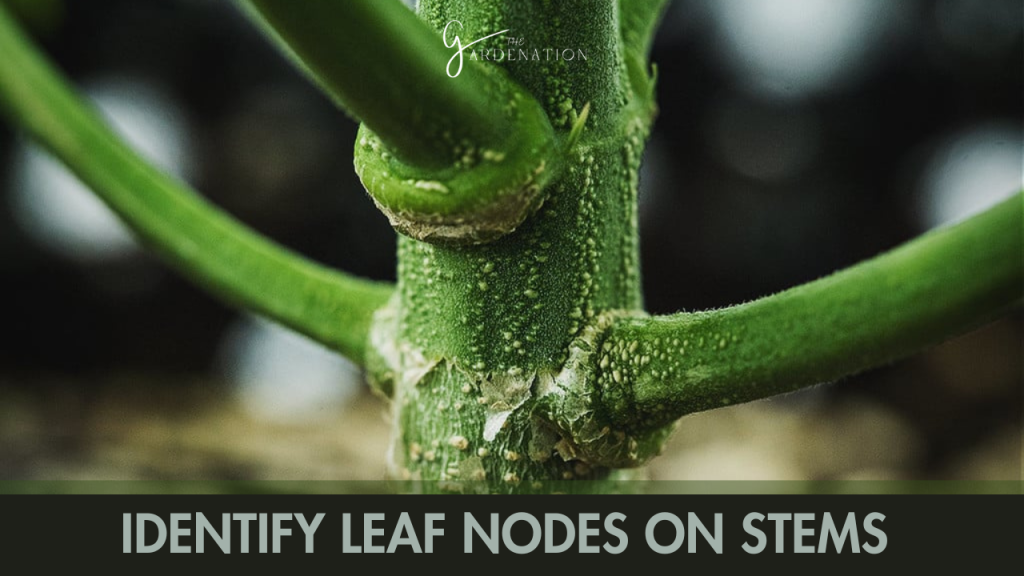 Identify Leaf Nodes on Stems  