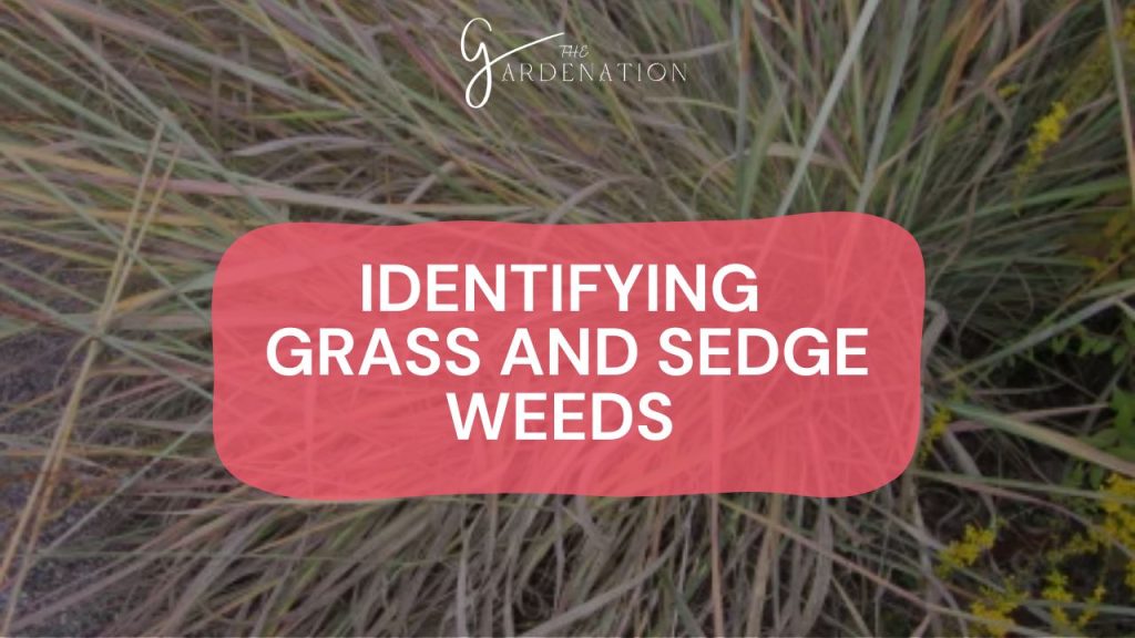 Identifying Grass and Sedge Weeds 