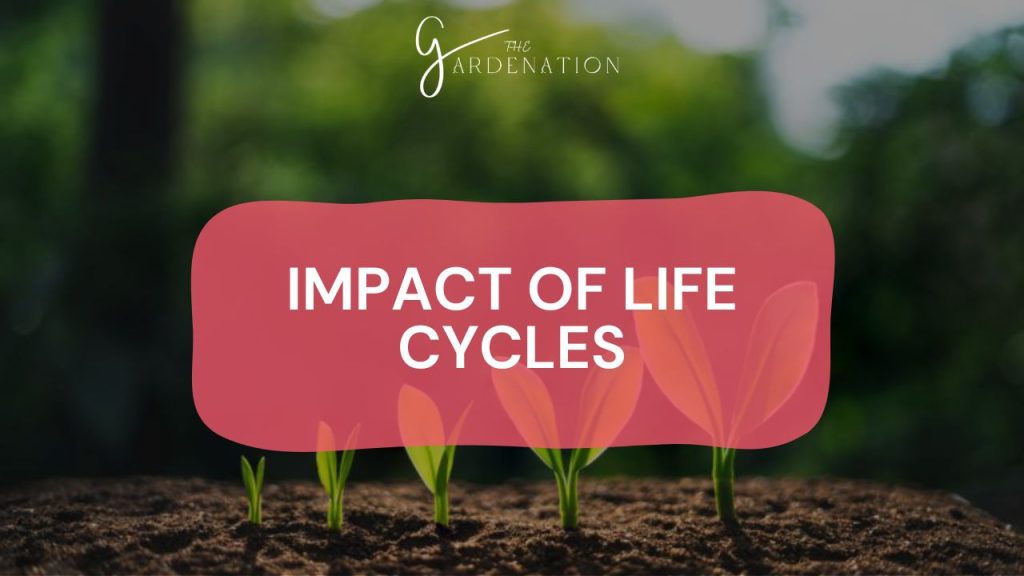 Impact of Life Cycles