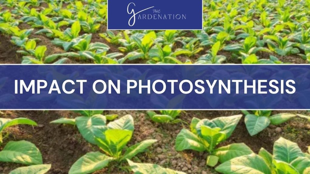 Impact on Photosynthesis 
