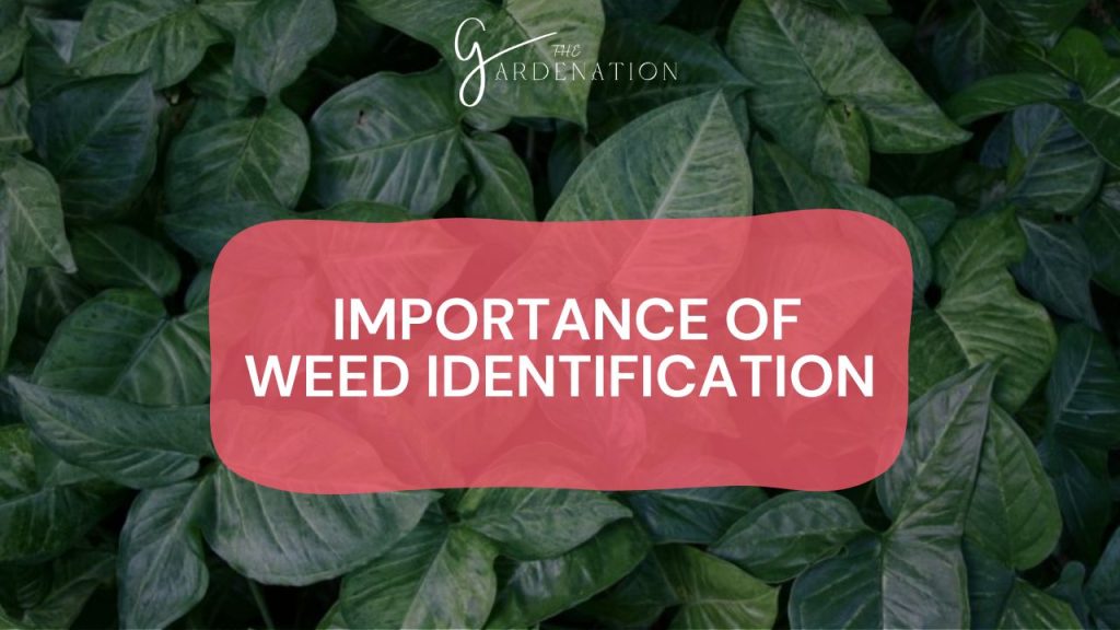  Importance of Weed Identification