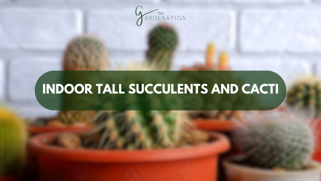 Indoor Tall Succulents and Cacti by the gardenation