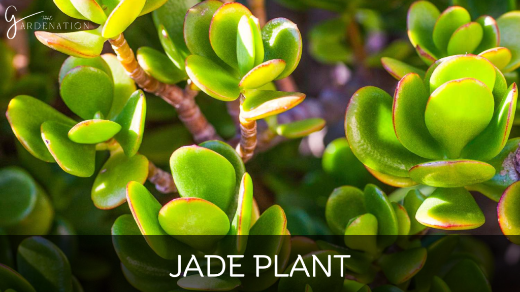 Jade Plant by the gardenation