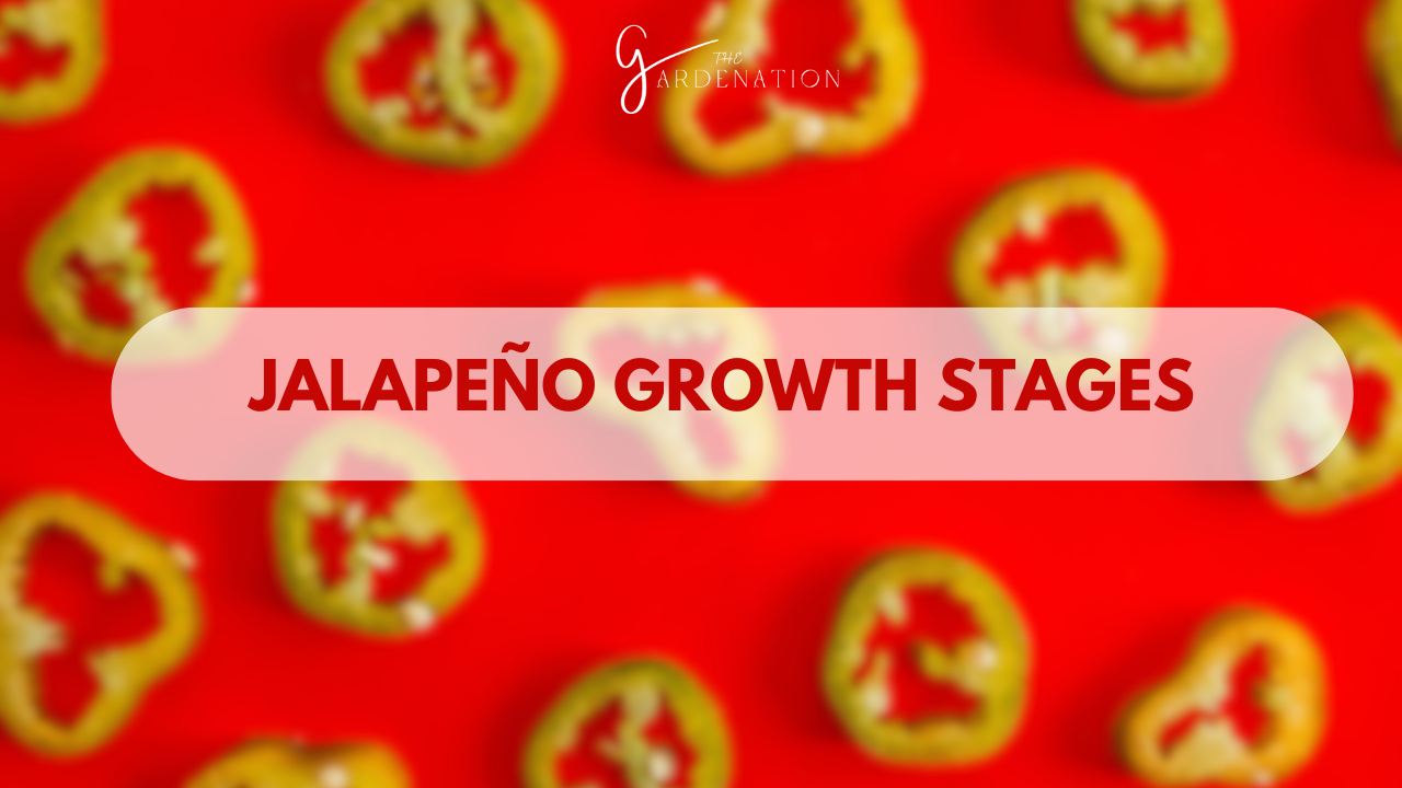 Jalapeno-Growth-Stages