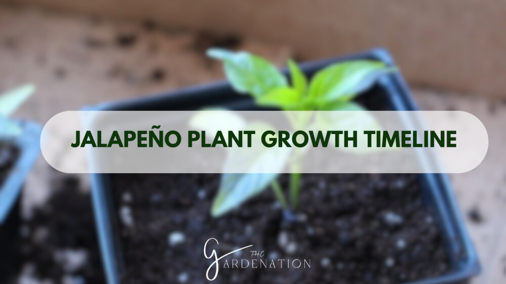 Jalapeño Plant Growth Timeline – A Visual Journey