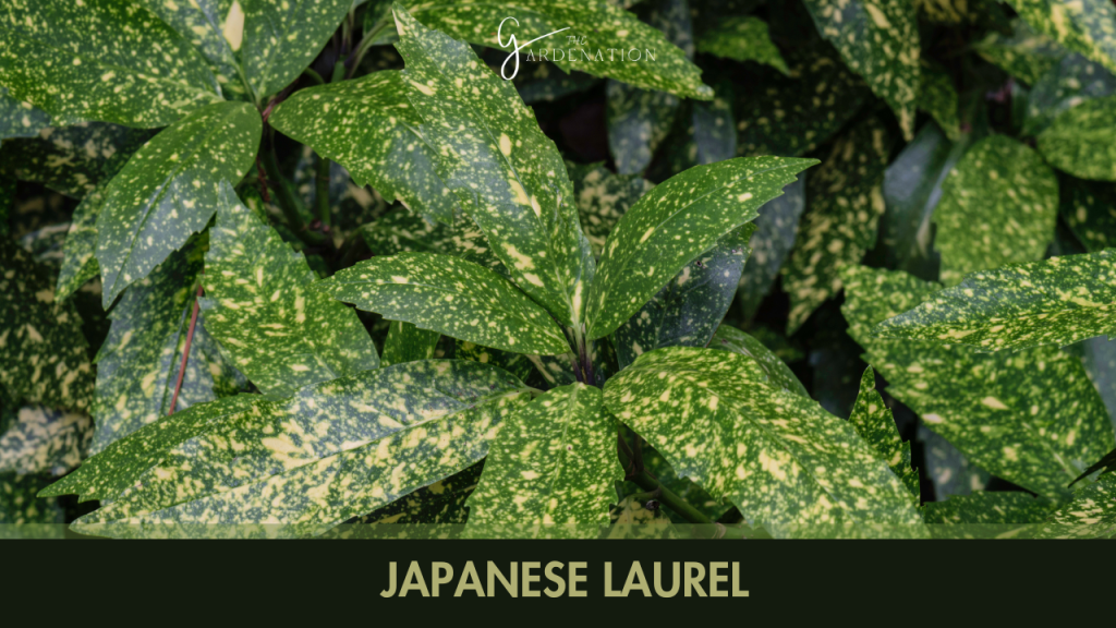  Japanese Laurel (Aucuba japonica)