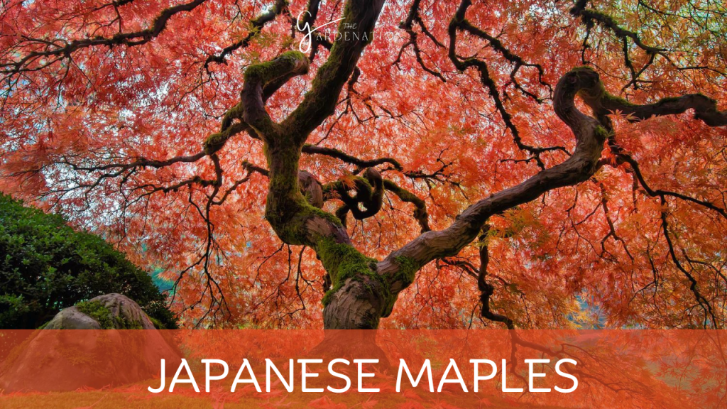 Japanese Maples by the gardenation