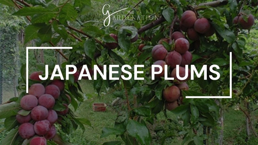 Japanese Plums