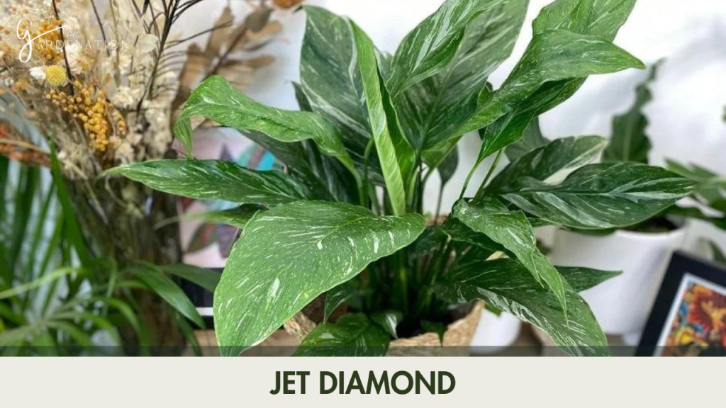 2. Jet Diamond  