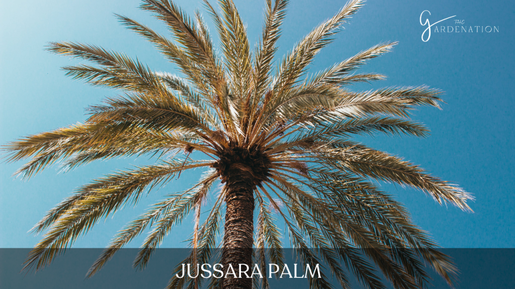 Jussara Palm