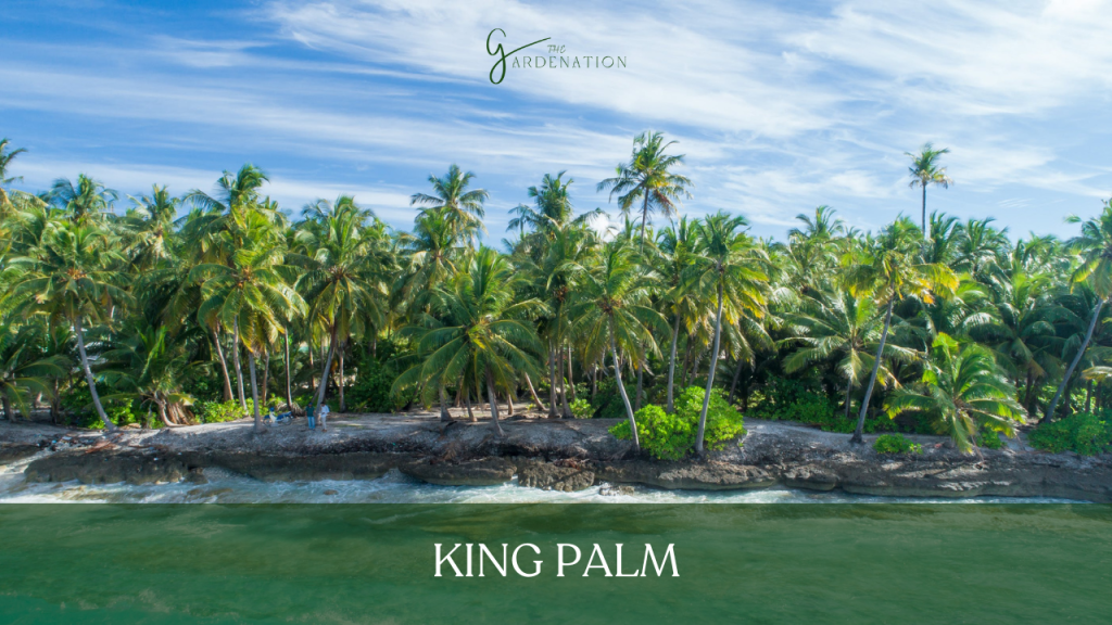 King Palm by the gardenation