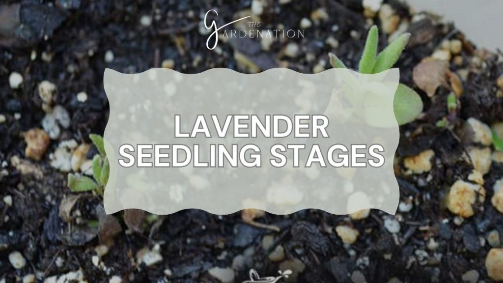 Lavender Seedling Stages