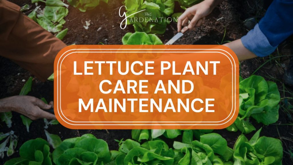  Lettuce Plant Care and Maintenance