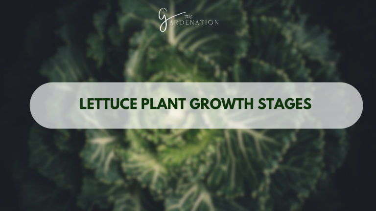 Lettuce-Plant-Growth-Stages