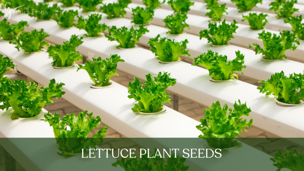 1. Lettuce Plant Seeds