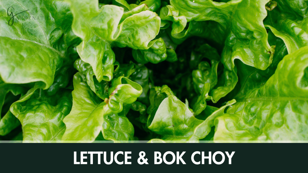Lettuce & Bok Choy