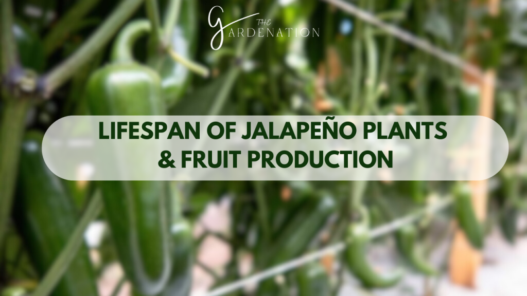 Lifespan of Jalapeño Plants and Fruit Production