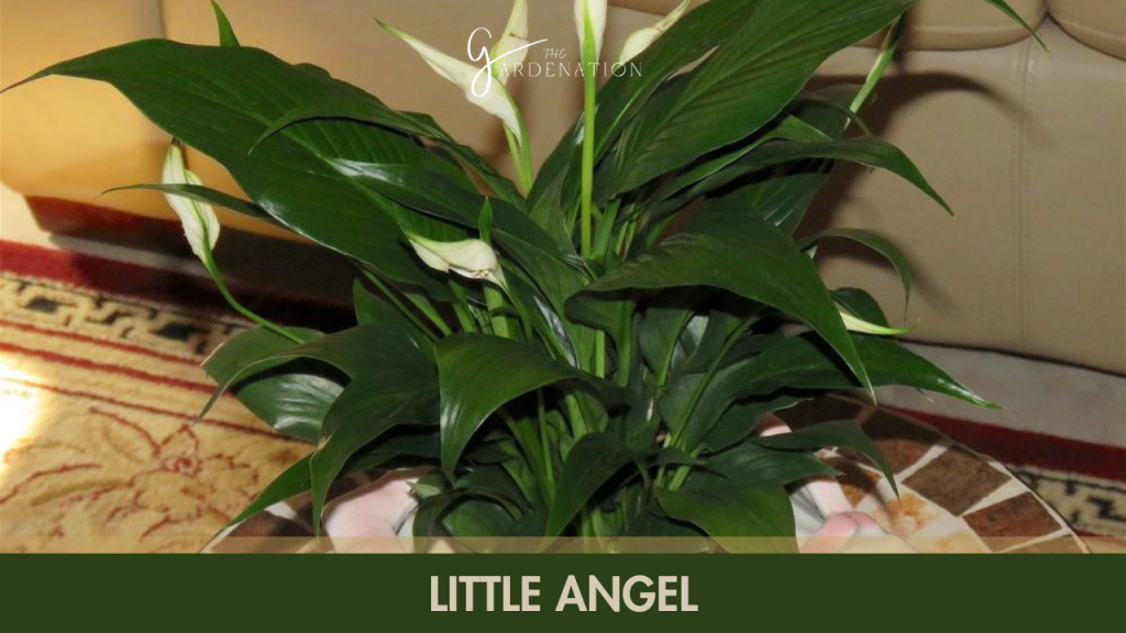 1. Little Angel