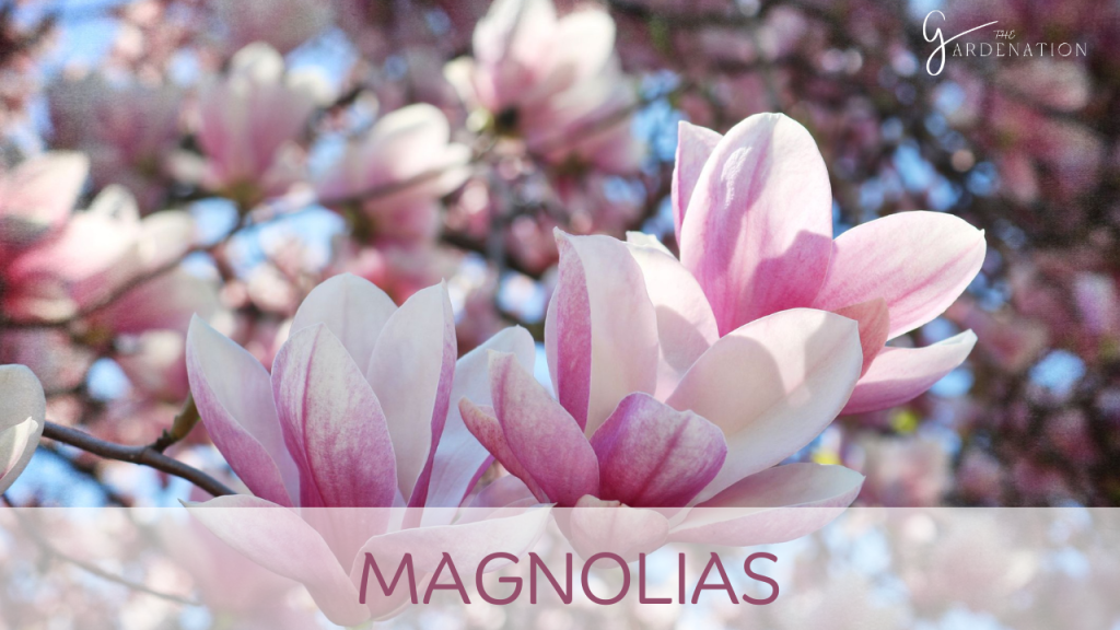 Magnolias by the gardenation