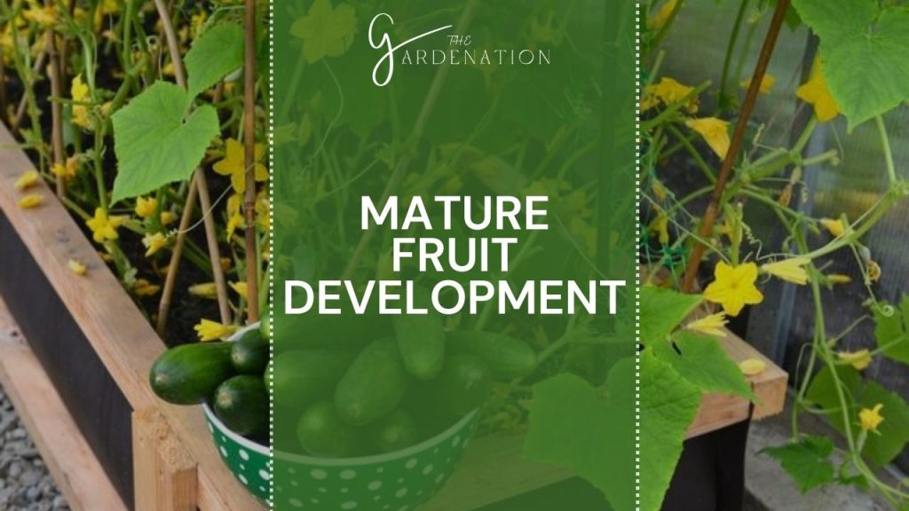  Mature Fruit Development