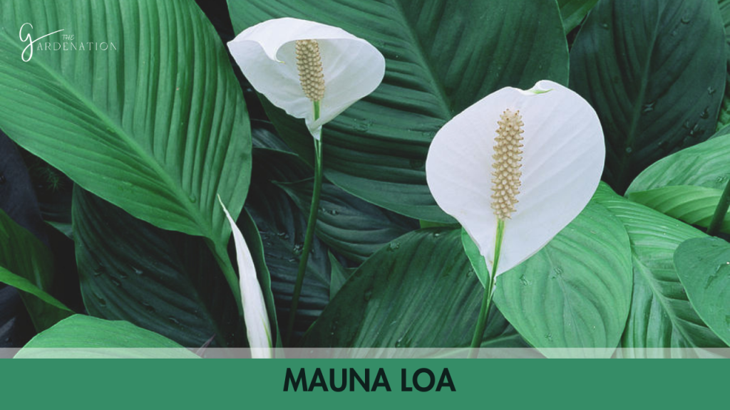 9. Mauna Loa 
