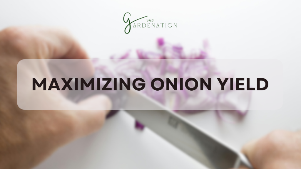 Maximizing Onion Yield