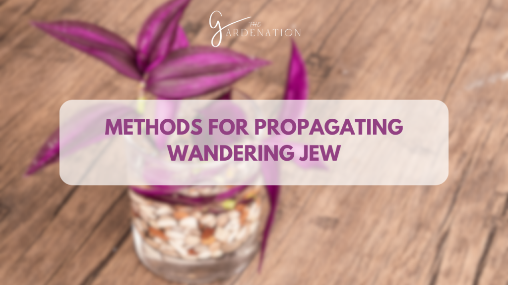 Methods for Propagating Wandering Jew