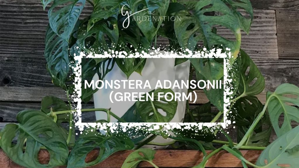 Monstera Adansonii (Green Form)