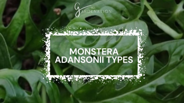 Monstera-Adansonii-Types