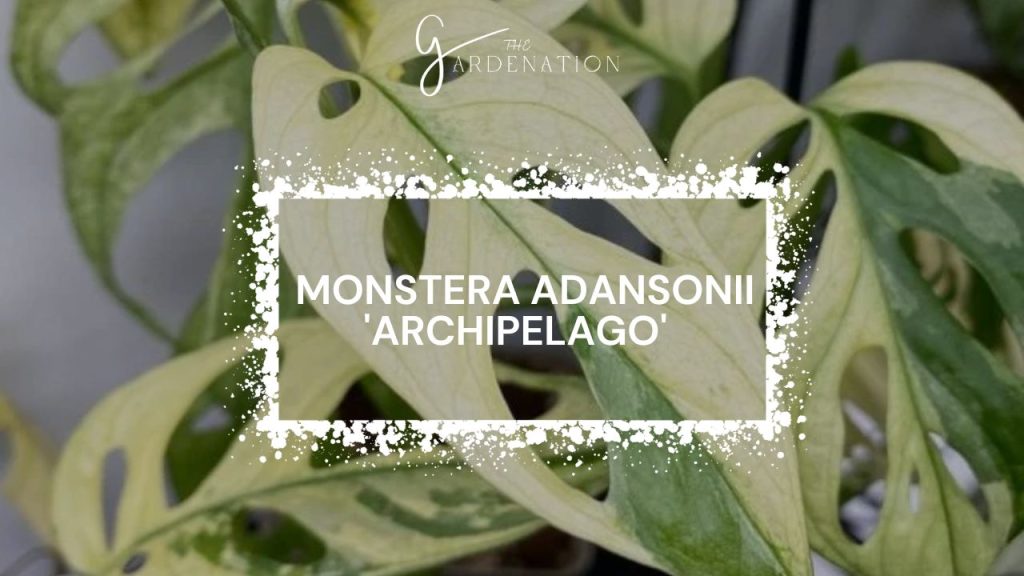  Monstera Adansonii 'Archipelago'  