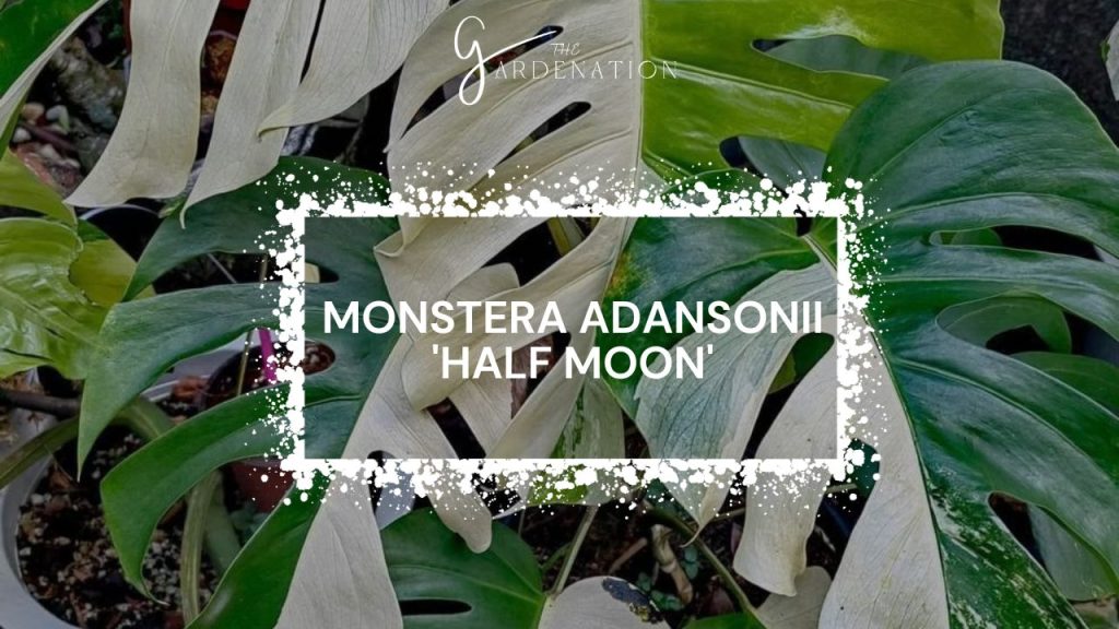  Monstera Adansonii 'Half Moon'