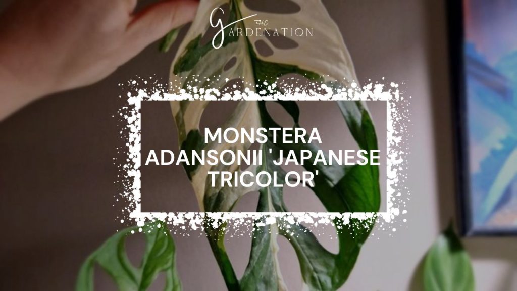 Monstera Adansonii 'Japanese Tricolor'