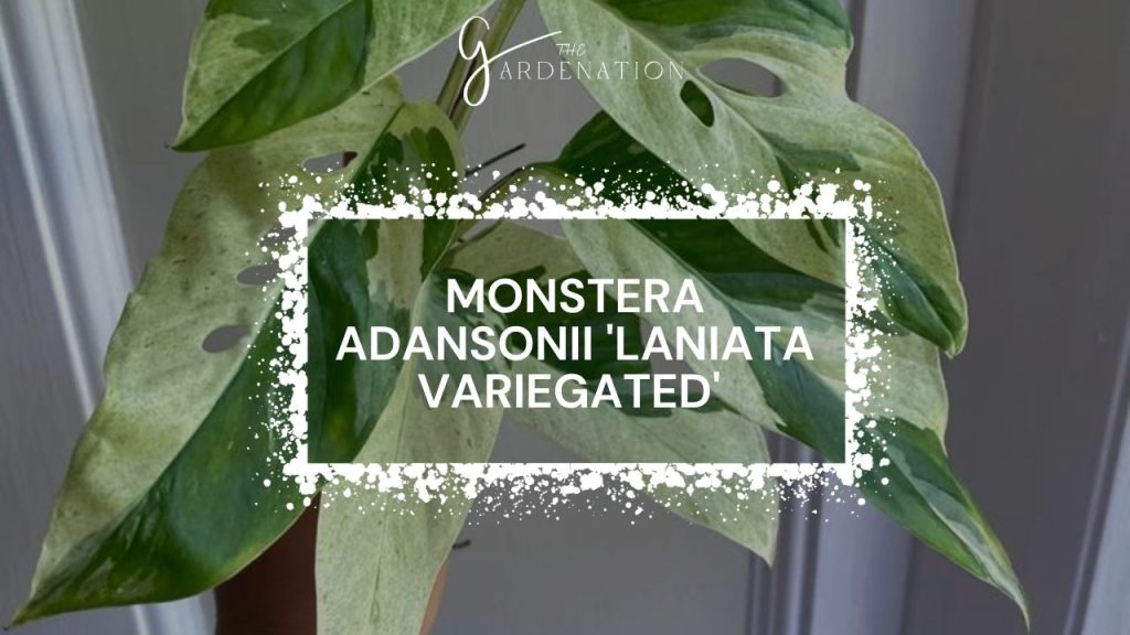  Monstera Adansonii 'Laniata Variegated' 