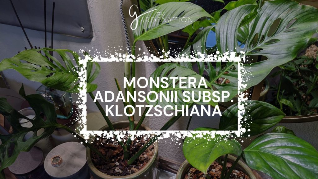 Monstera adansonii subsp. klotzschiana