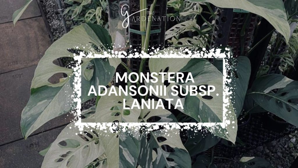 Monstera adansonii subsp. laniata
