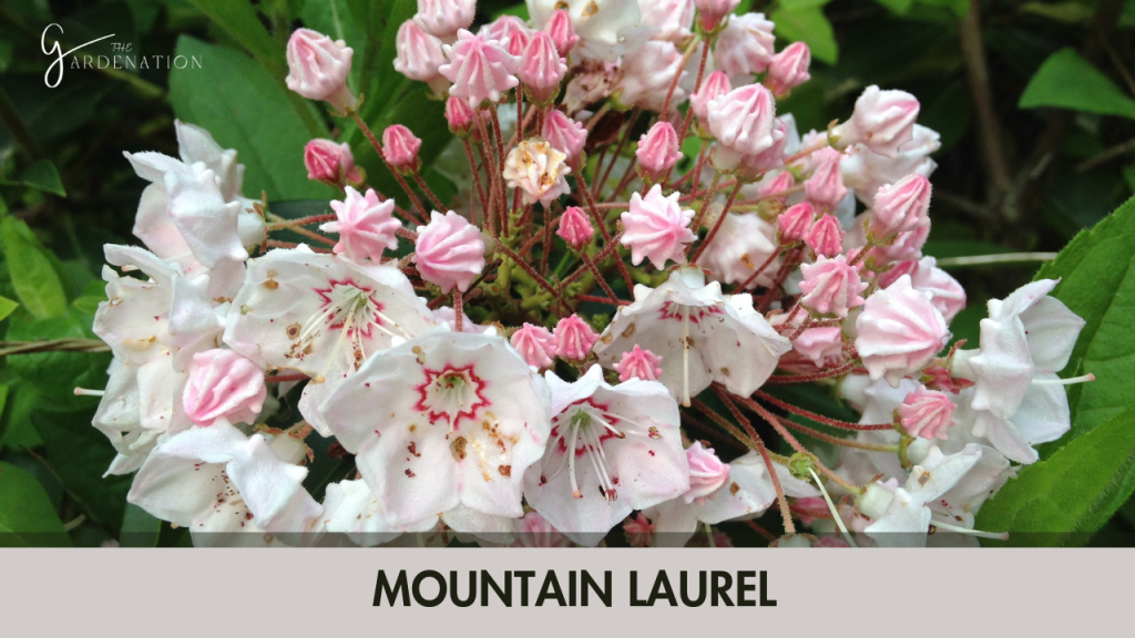 Mountain Laurel (Kalmia latifolia)  