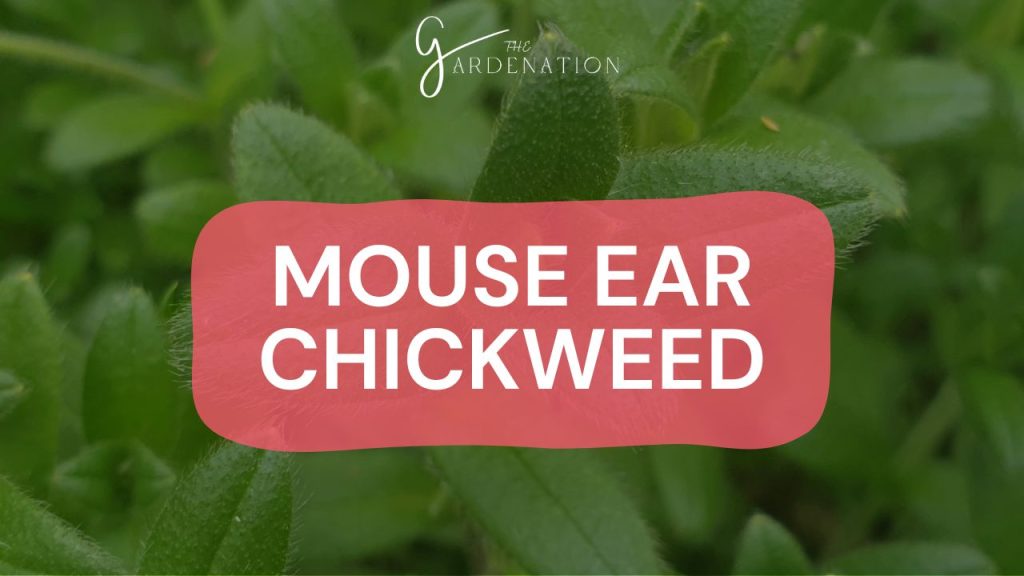 Mouse Ear Chickweed (Cerastium fontanum) 