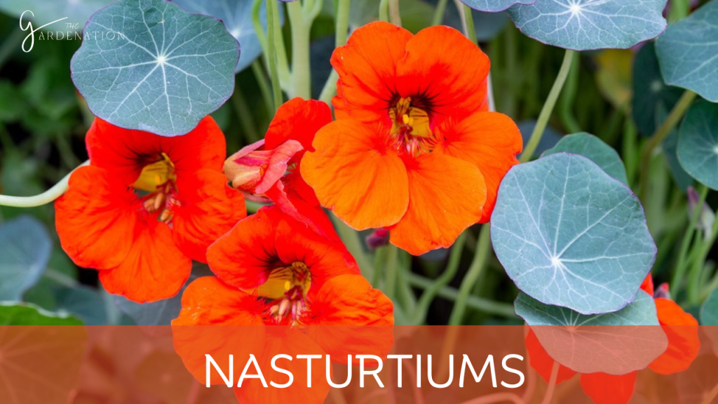 Nasturtiums by the gardenation
