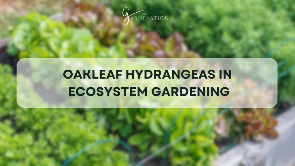  Beyond Companion Planting: Oakleaf Hydrangeas in Ecosystem Gardening