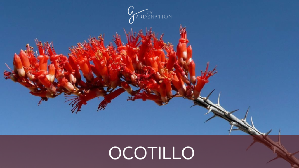 Ocotillo by the gardenation