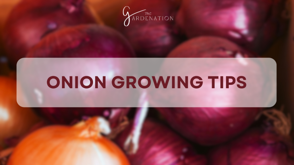 Onion Growing Tips