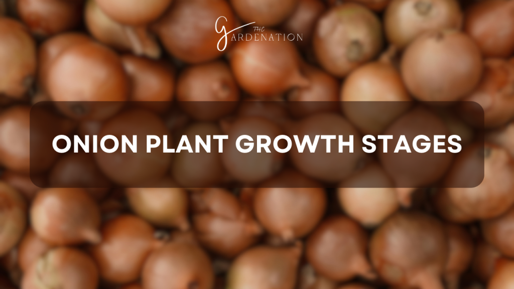 Onion Plant Growth Stages