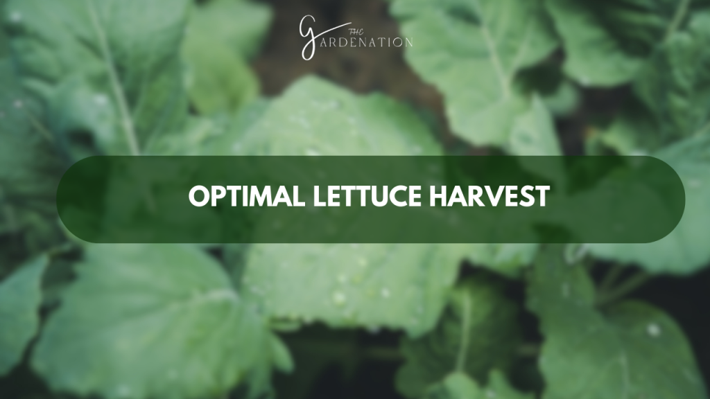 Optimal Lettuce Harvest